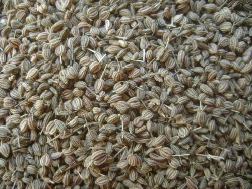 Trachyspermum ammi   Carum copticum